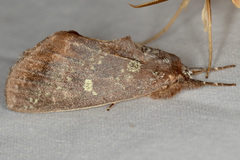 Hemiceras constellata