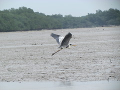 Ardea cocoi