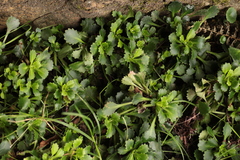 Saxifraga spathularis