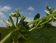 Galium tricornutum