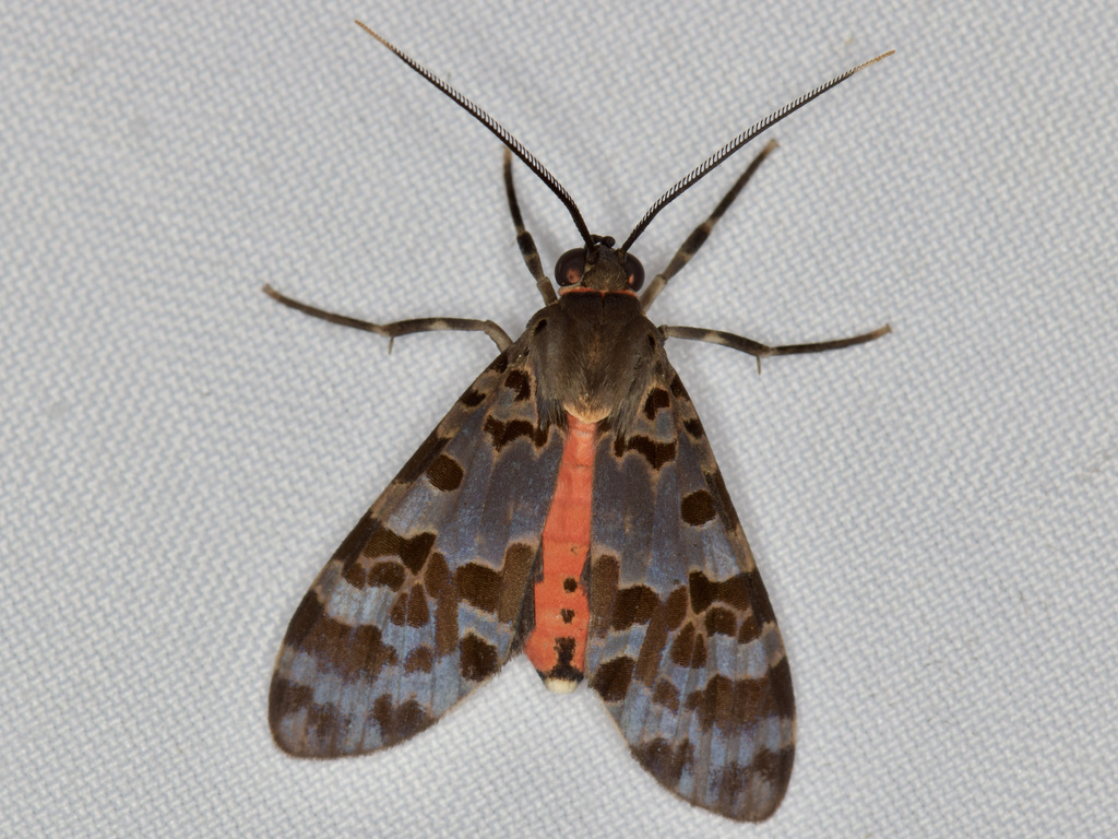 Eucereon sethosi