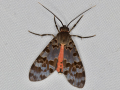 Eucereon sethosi