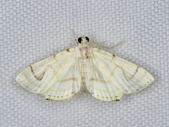 Neurophyseta