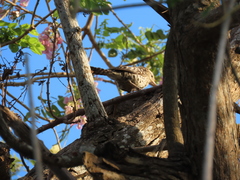 Campylorhynchus nuchalis