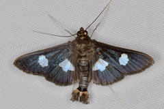 Diaphania exclusalis
