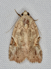 Gonodes echion