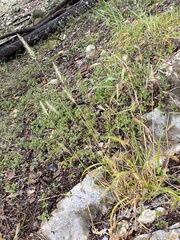 Setaria scheelei