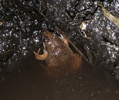 Physalaemus cuvieri