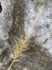 Setaria scheelei