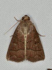 Perigea lineata