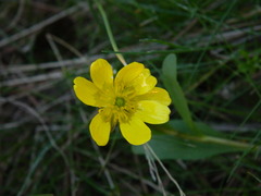 Ranunculus glaberrimus