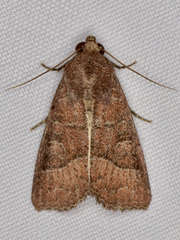 Perigea lineata