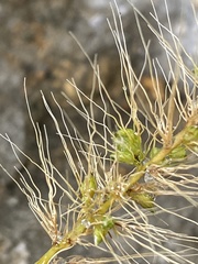Setaria scheelei