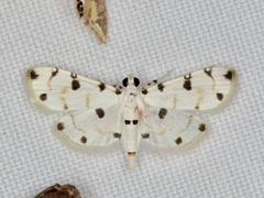 Pycnarmon