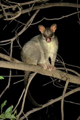 Trichosurus vulpecula arnhemensis