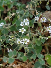 Drymaria debilis