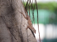 Anolis stratulus