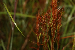 Schizachyrium microstachyum