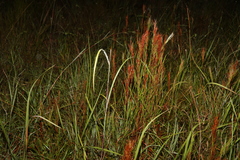 Schizachyrium microstachyum
