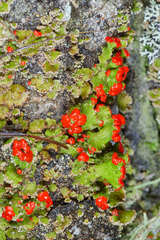 Cladonia didyma