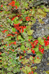 Cladonia didyma