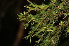 Melaleuca nodosa