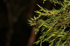 Melaleuca nodosa