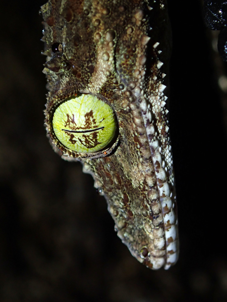 Leaf-Tailed Gecko