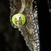 Northern Leaf-tailed Gecko - Photo (c) nhaass, some rights reserved (CC BY-NC)