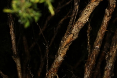Melaleuca nodosa