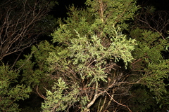 Melaleuca nodosa