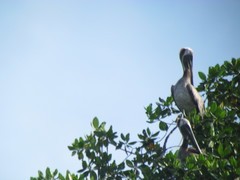 Pelecanidae