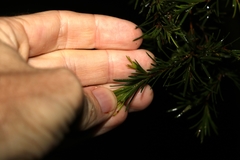 Melaleuca nodosa