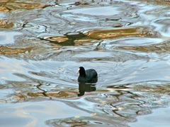 Fulica atra