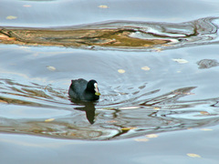 Fulica atra