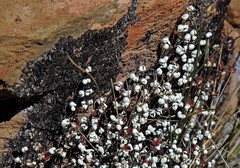 Argyrochosma nivea nivea