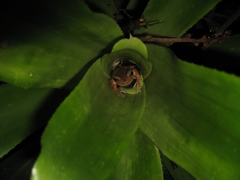 Bokermannohyla astartea