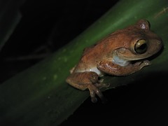 Bokermannohyla astartea