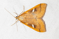 Udea notata