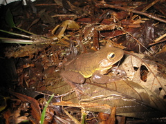 Bokermannohyla circumdata