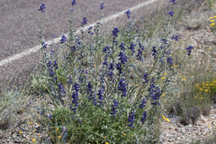 Lupinus havardii