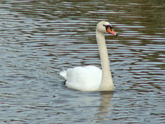 Cygnus olor