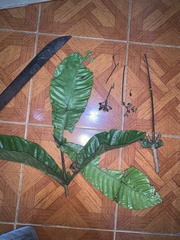 Condaminea corymbosa