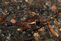 Litoria balatus