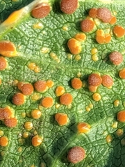 Puccinia malvacearum