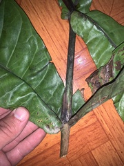 Condaminea corymbosa