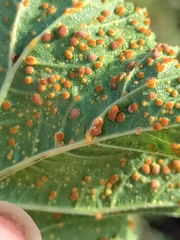 Puccinia malvacearum