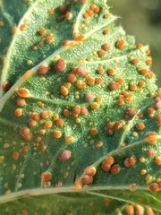 Puccinia malvacearum