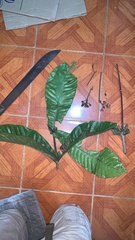 Condaminea corymbosa