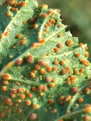 Puccinia malvacearum